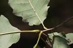 Chinkapin oak